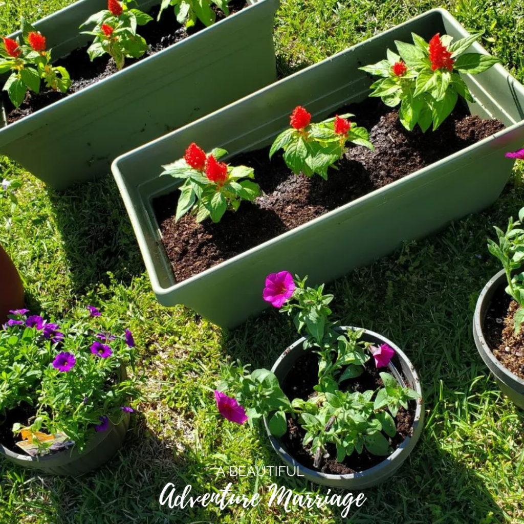 Four round pots of purple flowers and two long pots of red flowers sitting in the green grass.