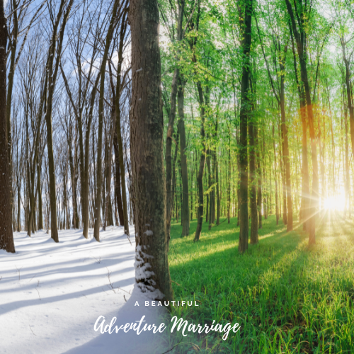 A picture of trees, one half is in the winter with white snow. The other is in the spring with green grace, leaves, and sun light.